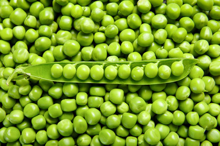 Background of fresh green peas, an open pod lies on the grains of peeled sweet peas, top view, close-up. Vegetable background, vegetable protein, healthy products.の写真素材