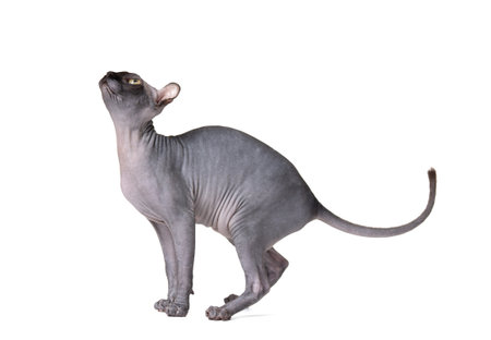 Funny playful cat of the Don Sphynx breed with big green eyes and elf ears on a white background, unusual cats, bald cat.の写真素材