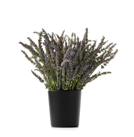 Bouquet of lavender flowers in a black vase on a white backgroundの写真素材