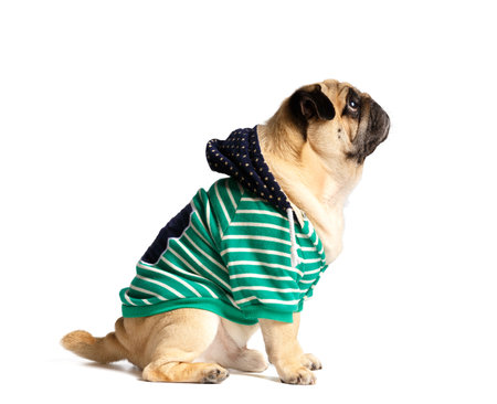 Purebred cute funny pug in clothes with a hood sits on a white background, profile photo. Charming stylish dog in a sweatshirt. Advertisement for clothing for animals.の写真素材