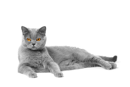 A thoroughlybred British cat with large orange eyes lies on a white background and looks attentively into the camera.の写真素材