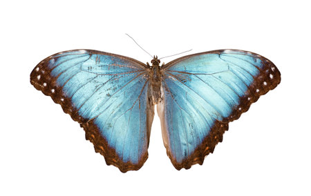 Butterfly species Morpho godarti assarpai isolated on white backgroundの写真素材