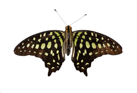 Large forest tropical butterfly Graphium agamemnon on a white background, top viewの写真素材