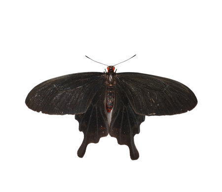 Black butterfly Pachliopta kotzebuea isolated on white background, top viewの写真素材