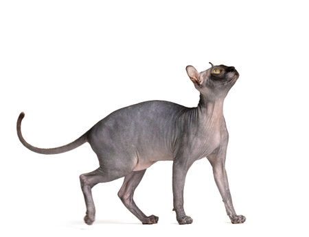 Funny playful cat of the Don Sphynx breed with big green eyes and elf ears on a white background, unusual cats, bald cat.の写真素材