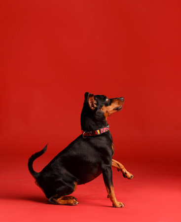 Friendly purebred miniature pinscher with uncropped ears and tail sitting with paw raised against a bright red background. mini Doberman, animal protection.の写真素材
