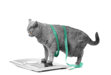 A British shorthair blue cat stands on a scale on a white background, wrapped in a measuring tape. Concept of weight control, weight loss, diet.の写真素材