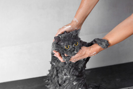 Funny wet british cat in the shampoo foam in the shower, cat bathing, pet hygiene, care, care, bathing processの写真素材