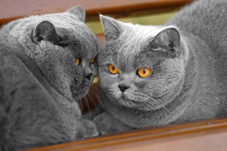 British and Scottish purebred cats lie next to each other in the park on a bench. Fat cats are resting in the park.の写真素材
