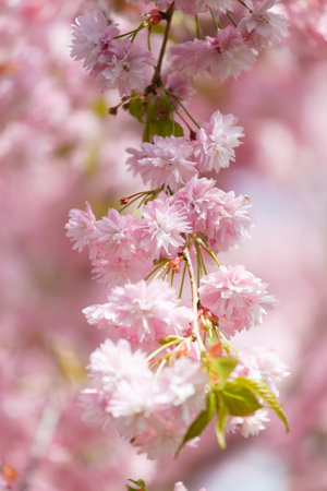 Lush branches of a blossoming sakura tree, pink double flowers of Japanese cherry. Spring floral background. Blooming tree. Sakura branches are densely strewn with flowers.の写真素材