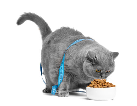 A fat British cat, wrapped in a tape measure, eats food from a full bowl. Weight loss concept. Scottish cat wearing a measuring tape on a white background.の写真素材