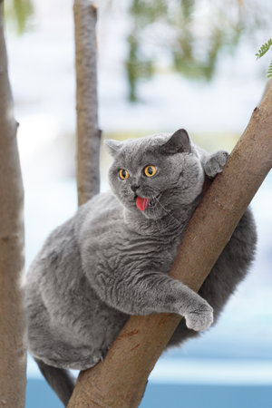 A fat funny British cat sits on a tree and screams in fear with its mouth open. Walking pets outside. A Scottish cat climbed onto a tree branch.の写真素材