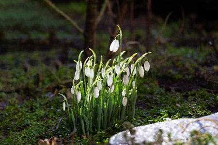 Blooming snowdrops with water drops in the sun. Snowdrop flowers in the forest. First spring flowers. Galanthus nivalis.の写真素材