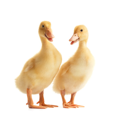 Two cute funny ducklings stand side by side on a white background. Little ducklings on white isolated.の写真素材