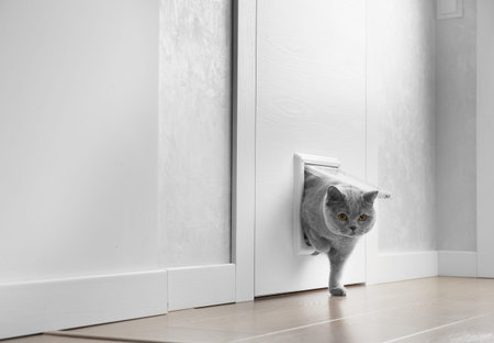 A British gray cat walks through a cat flap, cat hatch installed in a door and looks into the camera, a pet door in an apartment interior.の写真素材