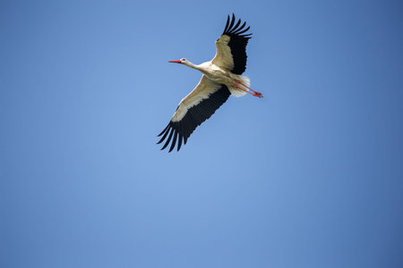 A large white stork flies against the background of a clear blue sky, copy space