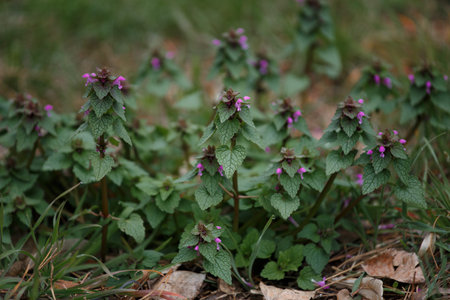 Lamium purpureum. Blooming wild grass with small lilac flowers. Natural floral background.