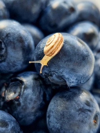 A snail on a ripe blueberry. Concepts of healthy eating, veganism, organic products, and wholesome food.の写真素材