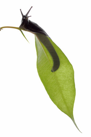 black snail on green leaf on white backgroundの写真素材