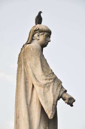 Pigeonの写真素材