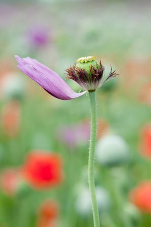 Poppyの写真素材