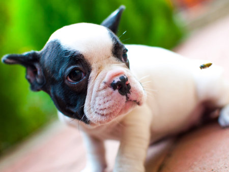 French bulldogの写真素材