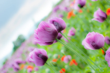 Purple Poppyの写真素材