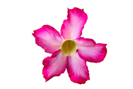 impala lilyの写真素材