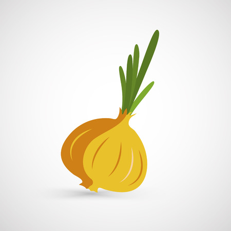 Onion vector illustrationのイラスト素材