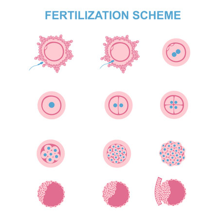 the phases of embryo development in the early stagesのイラスト素材