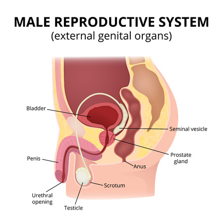 Male reproductive systemのイラスト素材