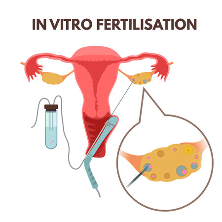 In vitro fertilisationのイラスト素材
