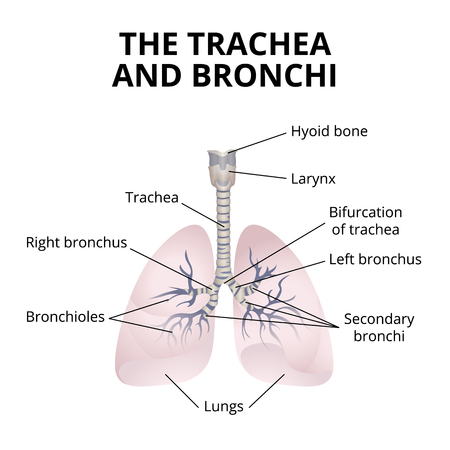 human respiratory organs vector illustrationのイラスト素材
