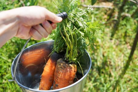 fresh carrotの写真素材