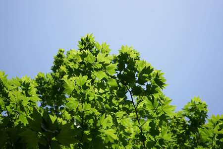 tender green and sky