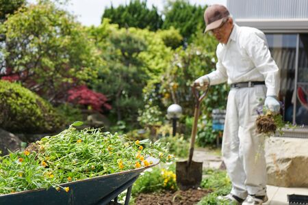Elderly man planting a gardenの写真素材