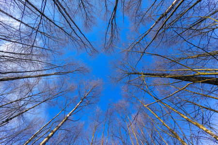 forest sky imageの写真素材