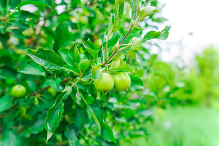 Woman harvesting fruitsの写真素材