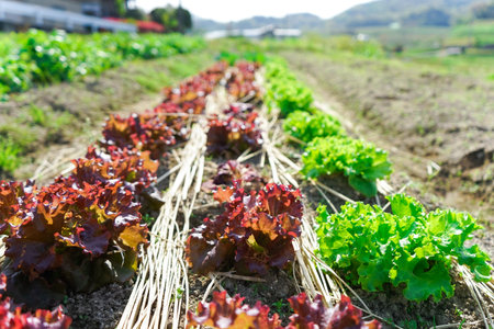 cultivation