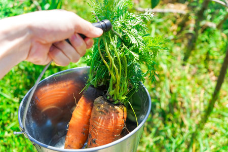 fresh carrot