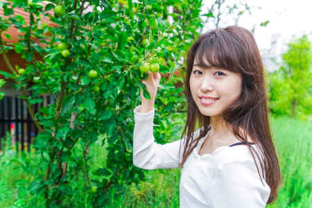 Woman harvesting fruitsの写真素材
