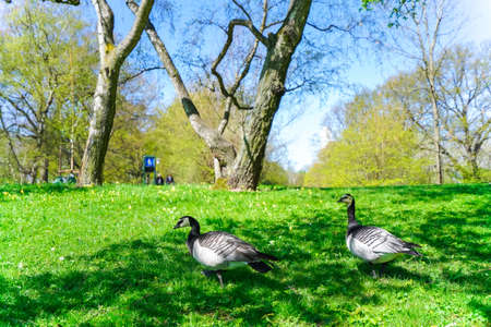 wild bird in the parkの写真素材