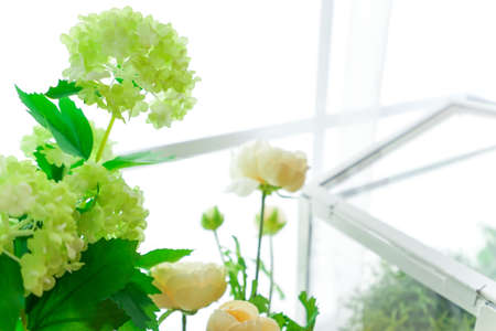 house plant imageの写真素材