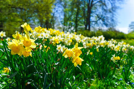 sylvan park imageの写真素材