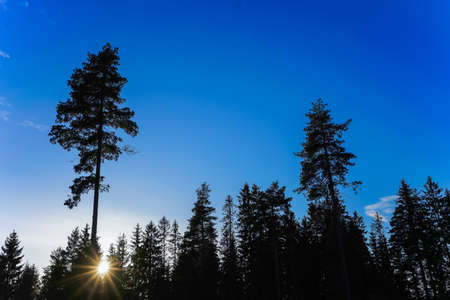 forest and sunの写真素材