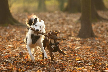 Happy running dogs play with a stick