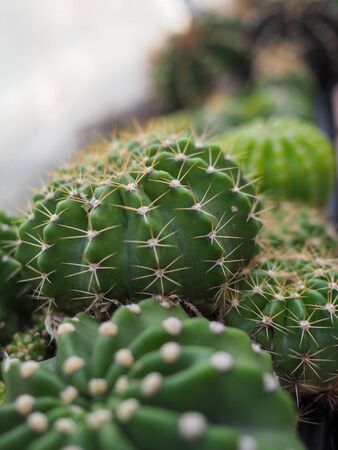 Cactus in garden after home.の写真素材