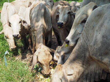masses cow force Eat grass.の写真素材