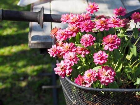 pink flowers in bicycle basketの写真素材