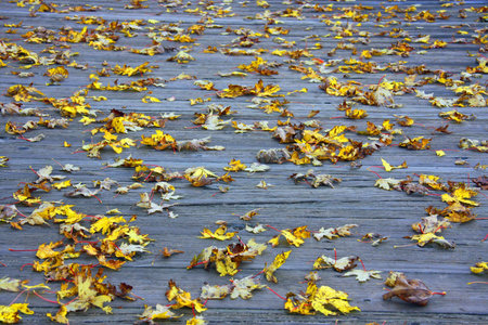 Autumn leafs fallen downの写真素材